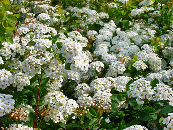 Spiraea vanhouttei - (Prachtspiere),